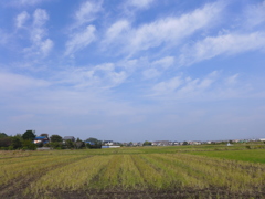 いつもの田んぼ3