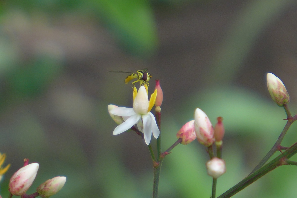 南天の花とヒラタアブ