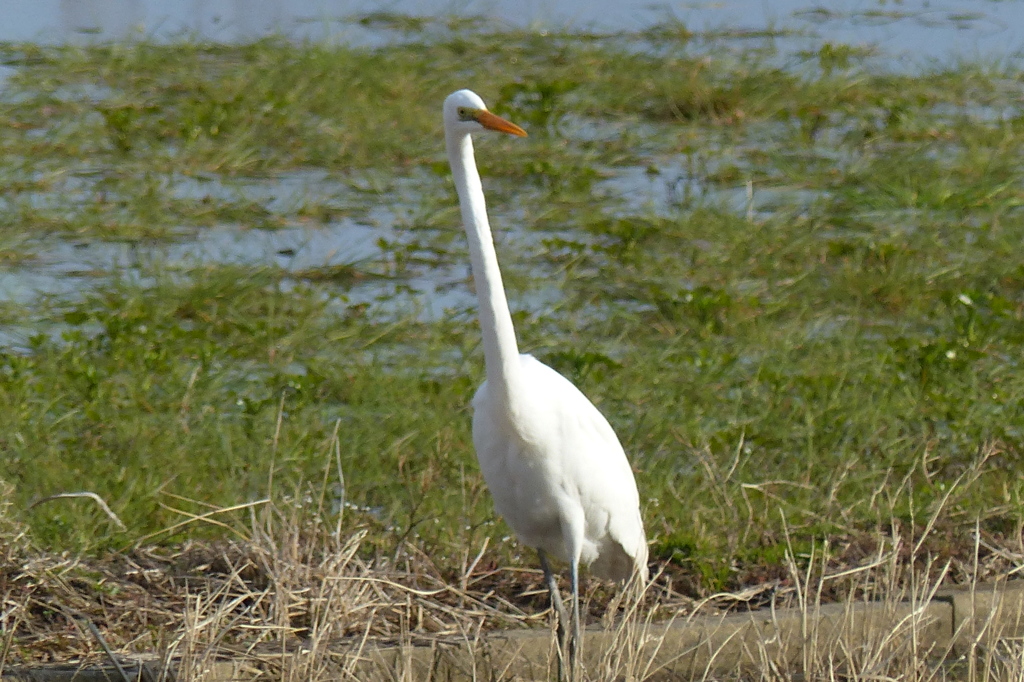 引っ張られた？