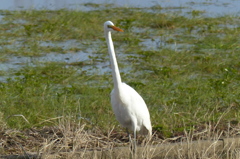 引っ張られた？