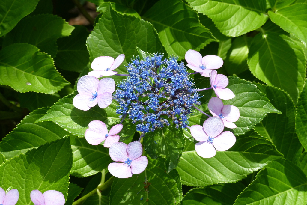 額紫陽花　9