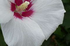 花弁の模様