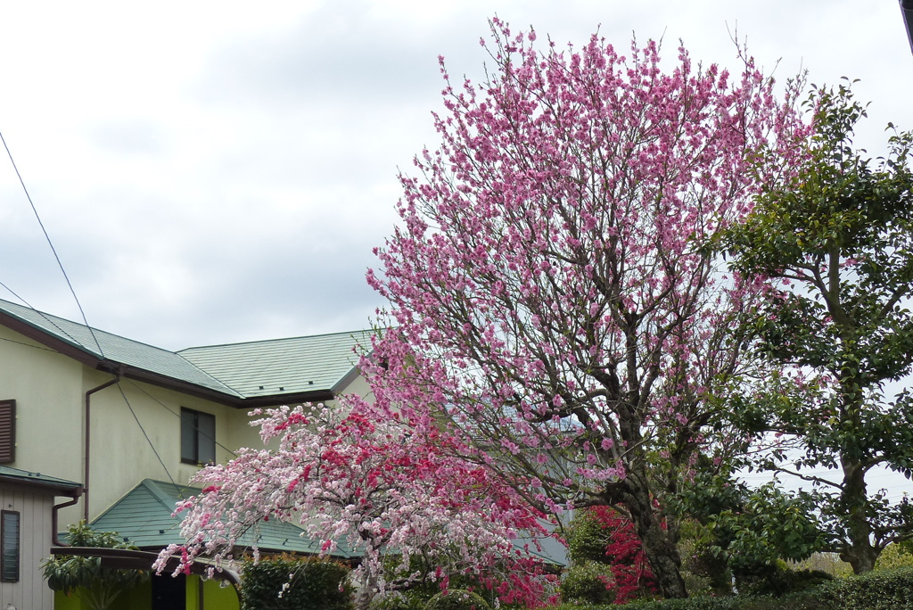 花桃の競演