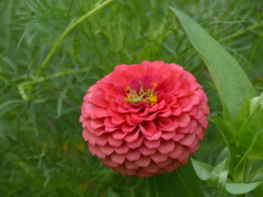 百日草