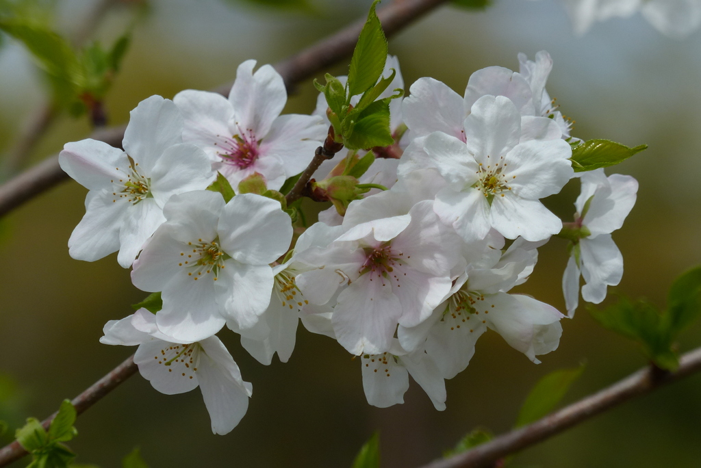 桜