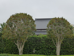 街路樹として