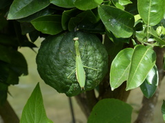 カマキリ