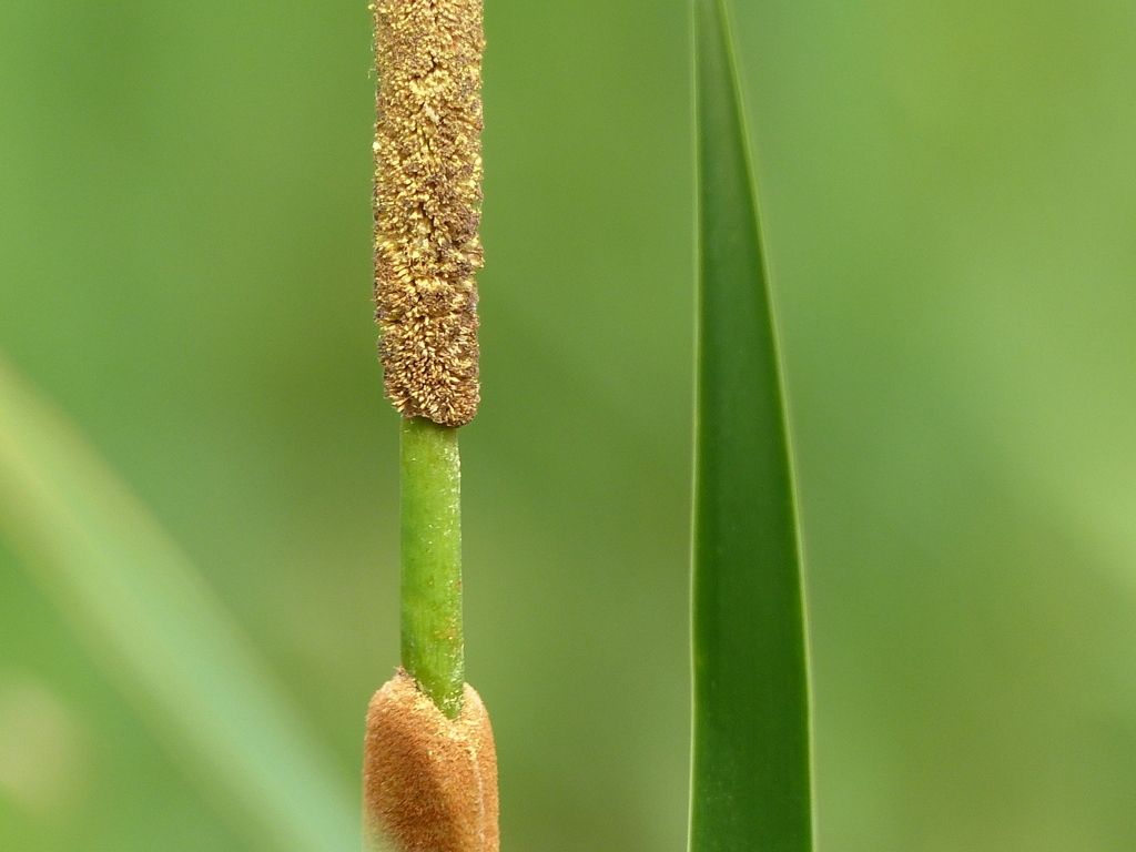 ガマの雌花と雄花