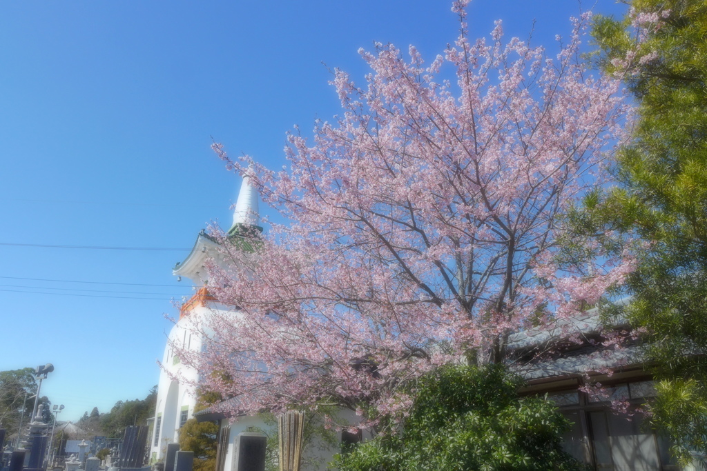 山門と桜
