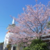 山門と桜