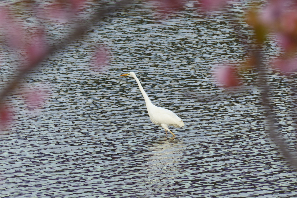 池のシラサギ