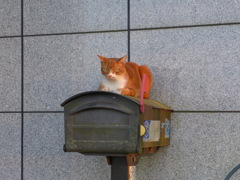 ご近所ネコ