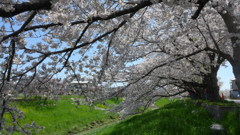 土手の桜並木