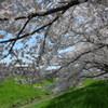 土手の桜並木