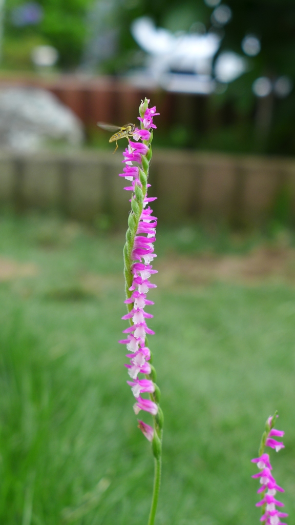 ねじばな（ネジリソウ②