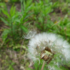 種が飛んでゆく～①