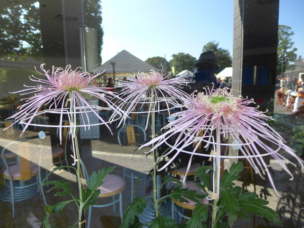 菊花　管もの2