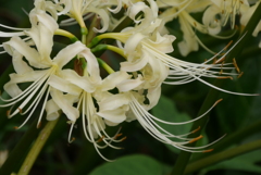 曼珠沙華　白花