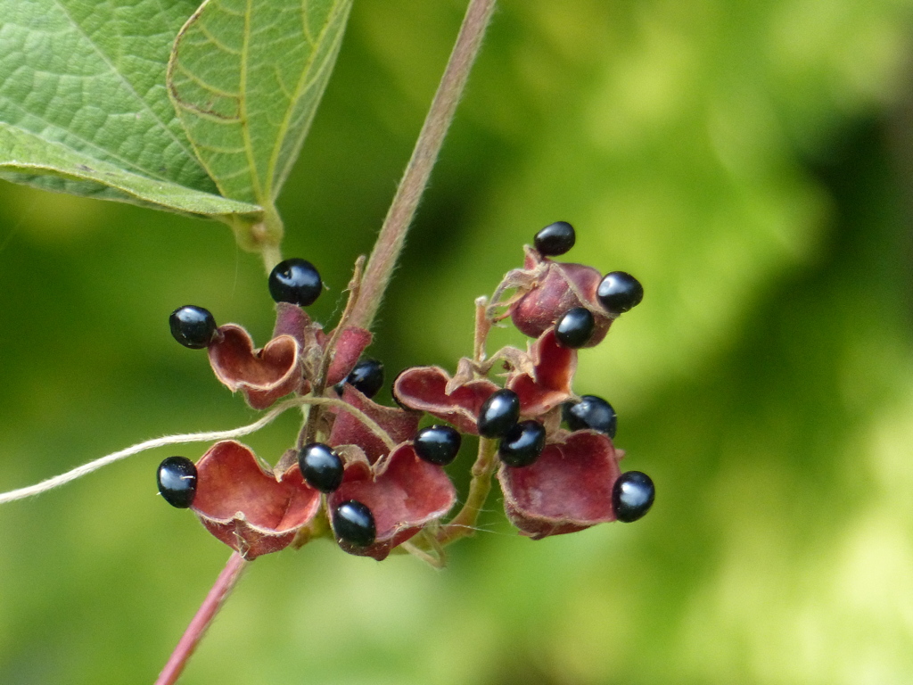 タンキリマメの種