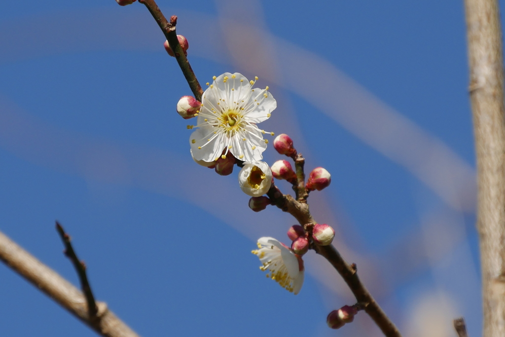 早くも梅が