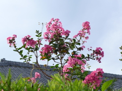 長屋門の家の百日紅