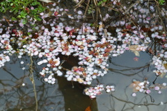 水面の花見