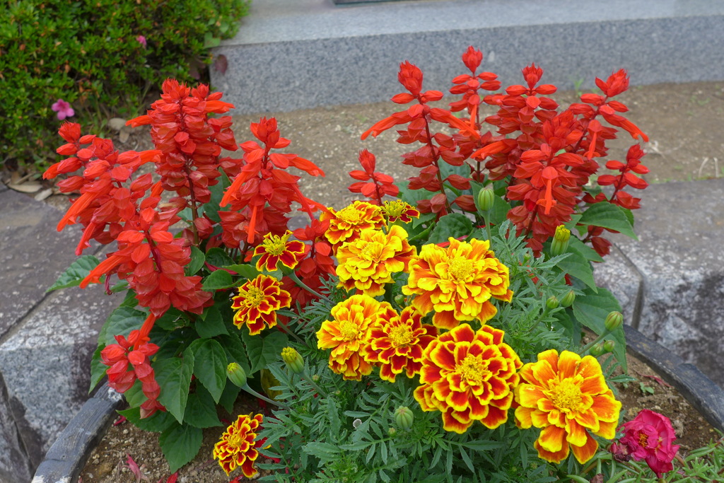 鉢植えの花