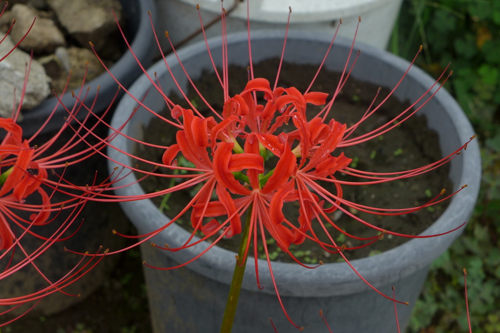 曼殊沙華