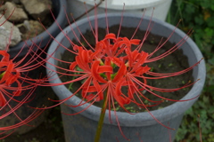 曼殊沙華