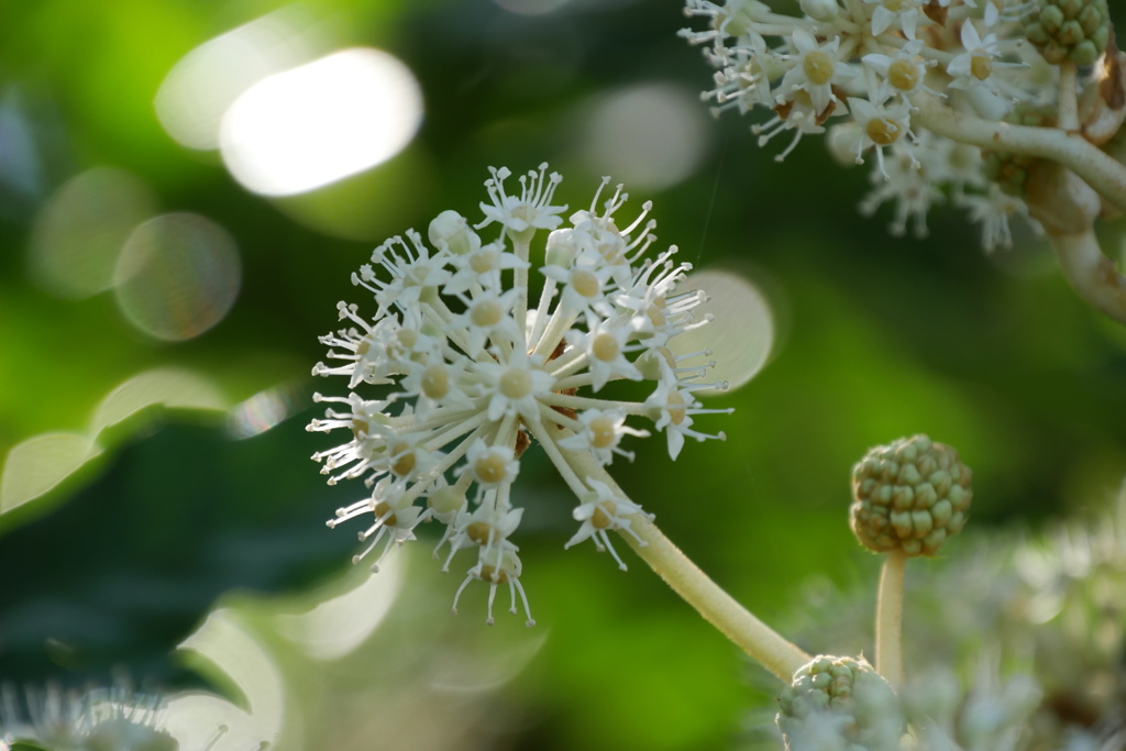 八つ手の花
