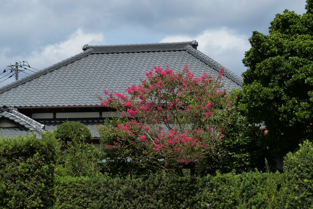 百日紅のある風景