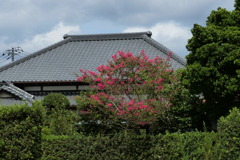 百日紅のある風景