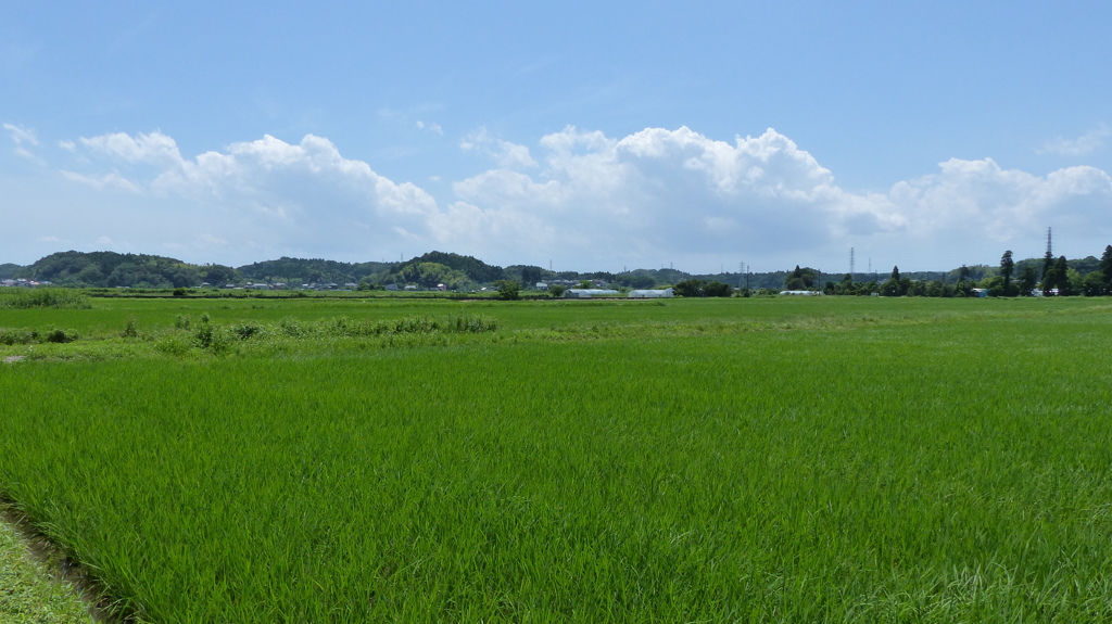 初夏の水田