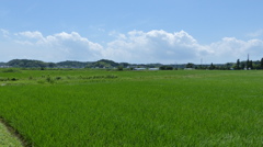 初夏の水田