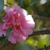 山茶花