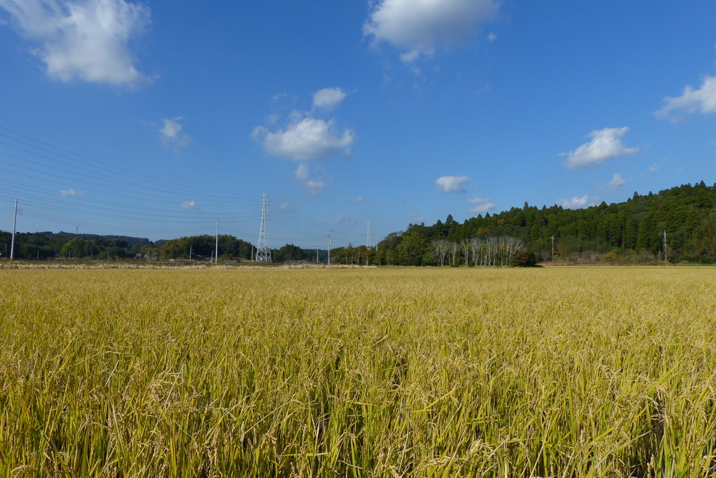 二番穂が輝く田園