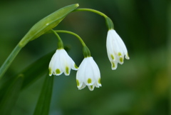 スノーフレーク