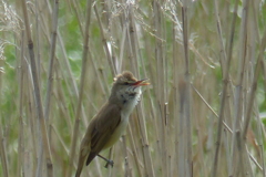 賑やかに鳴く