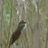 賑やかに鳴く