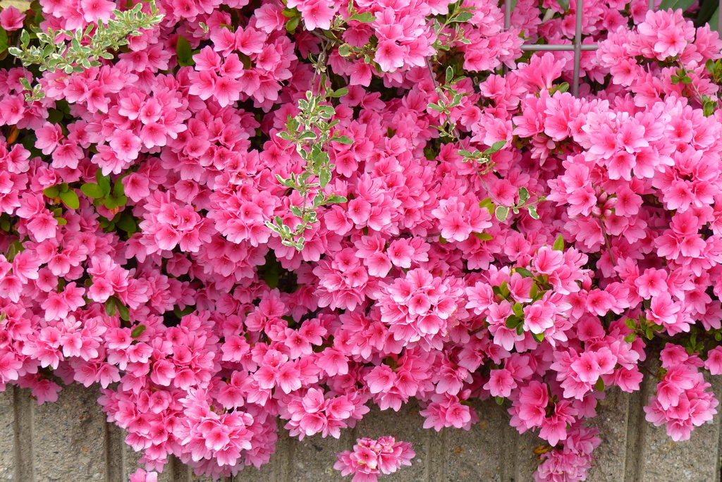 垣の彩り