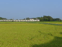 豊穣の田を行く電車　4