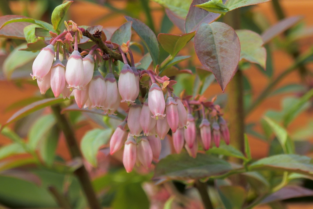 ブルーベリーの花