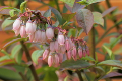 ブルーベリーの花