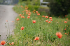 あぜ道の野花