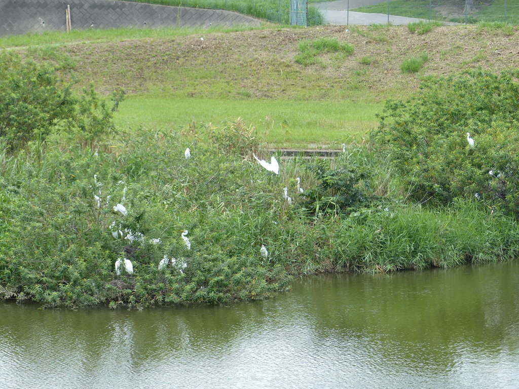 コロニーのシラサギ