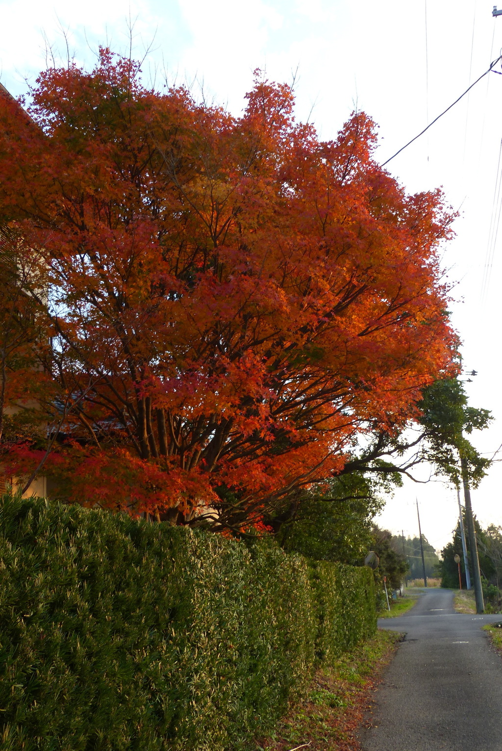 ご近所の紅葉