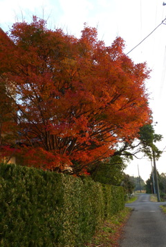 ご近所の紅葉