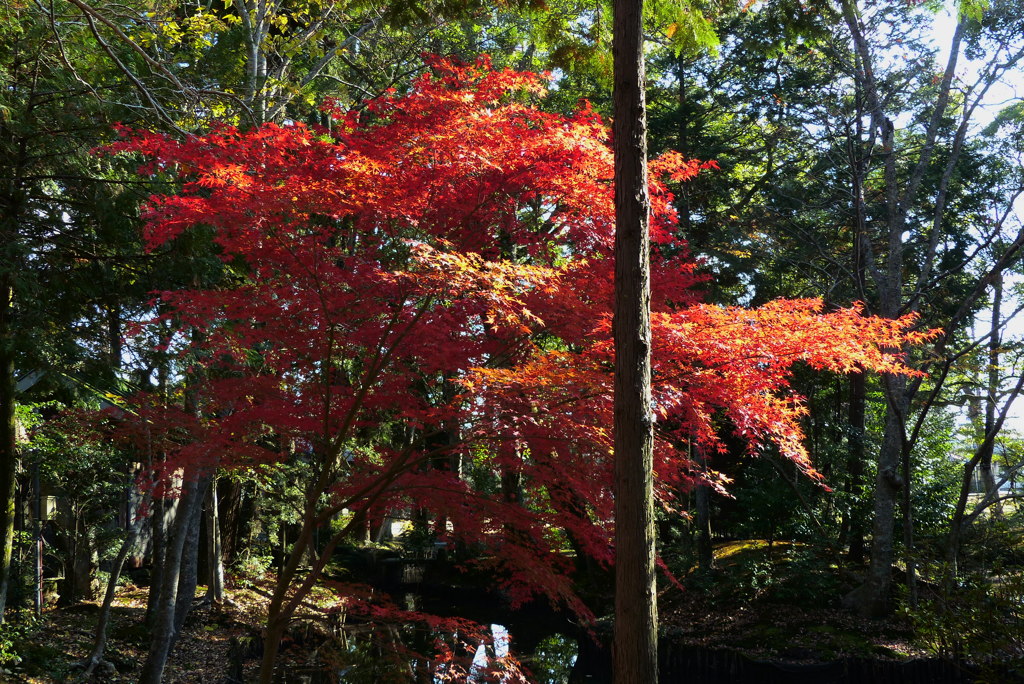 紅葉