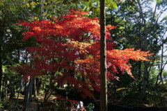 紅葉