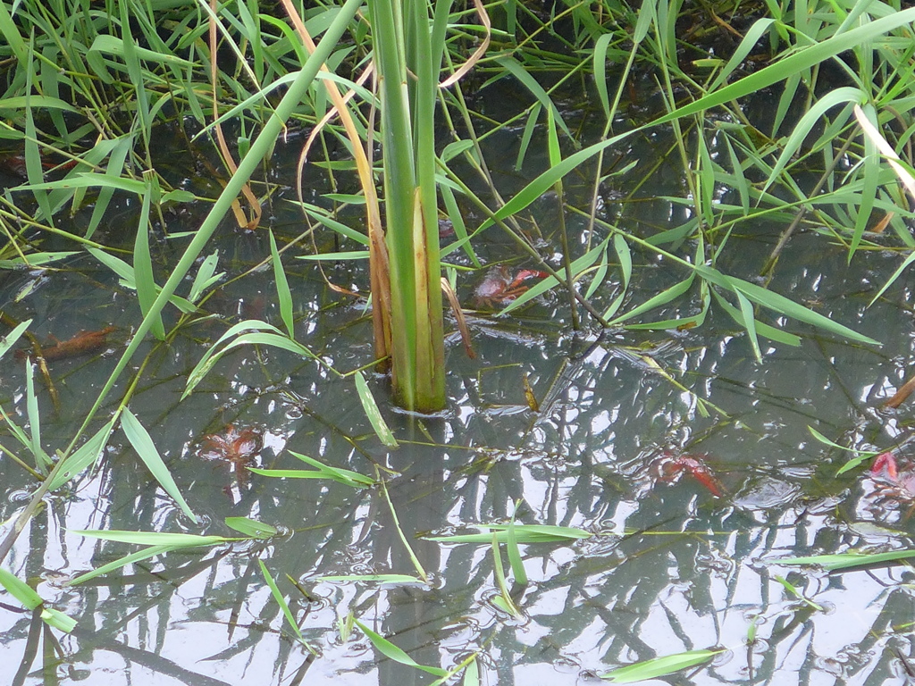 ザリガニの集団